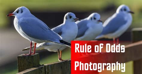 Rule of Odds Photography and Other Composition Tricks to Make .